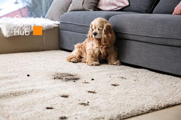 How to Remove Carpet Smell A Complete Guide to Fresh, Odour Free Floors